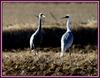 가끔은 서로를 관심있게 바라볼 필요가 있다. | 재두루미 Grus vipio (White-naped Crane)