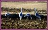 우리 아이들 이제 다 큰 거 같으니, | 재두루미 Grus vipio (White-naped Crane)