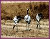 이렇게 반대방향으로 서서, / 두루미 | 두루미 Grus japonensis (Red-crowned Crane)