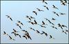 쇠기러기 무리의 비행 097 | 쇠기러기 Anser albifrons (Greater White-fronted Goose)