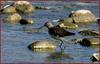 깝짝도요 | 깝작도요 Actitis hypoleucos (Common Sandpiper)