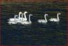 행복한 고니 가족 | 고니 Cygnus columbianus (Tundra Swan)