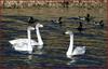 고니와 청둥오리 134-2 | 고니 Cygnus columbianus (Tundra Swan)