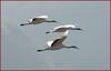 아침 햇살을 받으며 나는 두루미 136-2 | 두루미 Grus japonensis (Red-crowned Crane)
