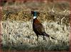 들꿩 (장끼=수컷) | 꿩 Phasianus colchicus karpowi (Ring-necked Pheasant)