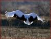 결정적 순간 / 두루미 | 두루미 Grus japonensis (Red-crowned Crane)