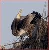 바다 가마우지 / 노래하는 녀석 | 가마우지 Phalacrocorax capillatus (Temminck's Cormorant)