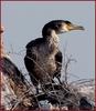 바다 가마우지 | 가마우지 Phalacrocorax capillatus (Temminck's Cormorant)