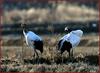 지금은 몸단장 중... / 두루미 | 두루미 Grus japonensis (Red-crowned Crane)