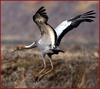 새끼 재두루미 | 재두루미 Grus vipio (White-naped Crane)