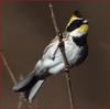 노랑턱멧새 / 수컷 | 노랑턱멧새 Emberiza elegans (Yellow -throated Bunting)