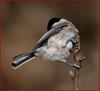 나는 누구의 뒷모습...? | 쇠박새 Parus palustris (Marsh Tit)