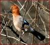 어치(산까치) | 어치 Garrulus glandarius (Eurasian Jay)