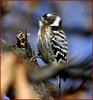 쇠딱따구리 | 쇠딱다구리 Dendrocopos kizuki (Japanese Pygmy Woodpecker)