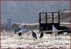 위험한 놀이터 | 두루미 Grus japonensis (Red-crowned Crane)