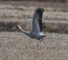 F 96 인식표를 부착한 재두루미 | 재두루미 Grus vipio (White-naped Crane)