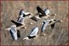 눈 앞에서 아름다운 비행이 연출될 때 / 쇠기러기 | 쇠기러기 Anser albifrons (Greater White-fronted Goose)