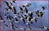 눈 앞에서 아름다운 비행이 연출될 때 / 쇠기러기 | 쇠기러기 Anser albifrons (Greater White-fronted Goose)