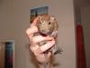 Male Degu!