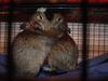 Hugging Degus!