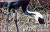 재두루미 근접사진 | 재두루미 Grus vipio (White-naped Crane)