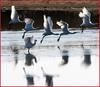 노랑부리 저어새의 날갯짓 | 노랑부리저어새 Platalea leucorodia (Eurasian Spoonbill)