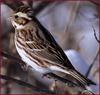 쑥새 | 쑥새 Emberiza rustica (Rustic Bunting)