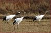 날기 위한 동작 / 두루미 | 두루미 Grus japonensis (Red-crowned Crane)