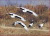 두루미는 꼬리가 검다...? | 두루미 Grus japonensis (Red-crowned Crane)