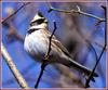 노랑턱멧새 | 노랑턱멧새 Emberiza elegans (Yellow -throated Bunting)