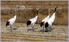 두루미 가족 | 두루미 Grus japonensis (Red-crowned Crane)