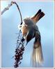 새의 퍼포먼스 | 직박구리 Ixos amaurotis (Brown-eared Bulbul)