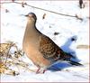 통통한 멧비둘기 한 마리 | 멧비둘기 Streptopelia orientalis (Oriental Turtle Dove)