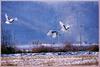 눈이 오면 더 희게 보이는 두루미 | 두루미 Grus japonensis (Red-crowned Crane)