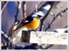 디지스코핑 / 딱새 | 딱새 Phoenicurus auroreus (Daurian Redstart)