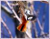 매달리는 건 정말 싫은데.../ 딱새 | 딱새 Phoenicurus auroreus (Daurian Redstart)