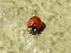 lady bug