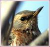 공부는 잘 하시는가...? / 직박구리 | 직박구리 Ixos amaurotis (Brown-eared Bulbul)