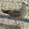 Gull