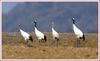 얘야, 한눈팔면 안 된단다 / 두루미 가족 / 두루미 가족 | 두루미 Grus japonensis (Red-crowned Crane)