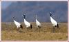 얘야, 한눈팔면 안 된단다 / 두루미 가족 / 두루미 가족 | 두루미 Grus japonensis (Red-crowned Crane)