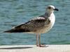Gull