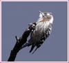 졸리운 쇠딱따구리 | 쇠딱다구리 Dendrocopos kizuki (Japanese Pygmy Woodpecker)