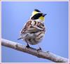 설날 어디 가시나요...? / 노랑턱 멧새 | 노랑턱멧새 Emberiza elegans (Yellow -throated Bunting)