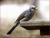 땅콩을 물어가는 녀석 / 직박구리 149 | 직박구리 Ixos amaurotis (Brown-eared Bulbul)