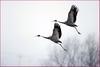 함께 나는 걸 보니 | 재두루미 Grus vipio (White-naped Crane)