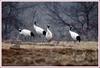 자주 목격되는 청년군 두루미 166 | 두루미 Grus japonensis (Red-crowned Crane)