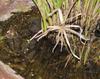 spot the frog