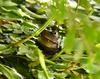 daytime frog