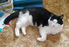 3 legged cat